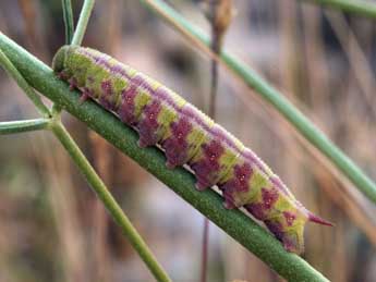  Chenille de Hemaris tityus L. - �Daniel Morel
