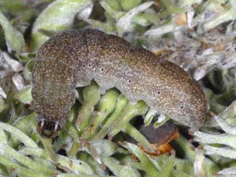  Chenille de Xanthia togata Esp. - �Wolfgang Wagner, www.pyrgus.de