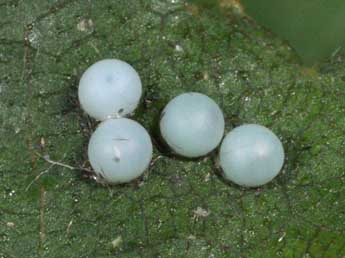  Oeuf de Notodonta torva Hb. - �Philippe Mothiron