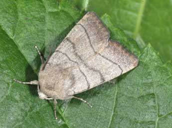 Charanyca trigrammica Hfn. adulte - �Philippe Mothiron