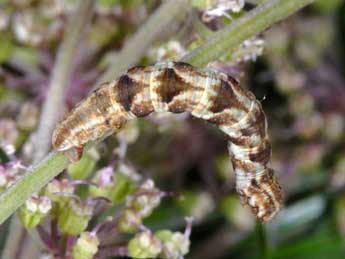  Chenille de Eupithecia tripunctaria H.-S. - �Wolfgang Wagner, www.pyrgus.de