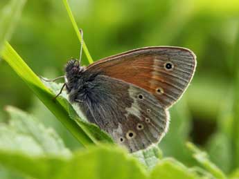 Coenonympha tullia M�ller adulte - �Daniel Morel