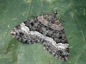 Colostygia turbata Hb. adulte - �Daniel Morel