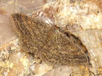 Scopula turbidaria Hb. adulte - �Daniel Morel