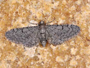 Eupithecia ultimaria Bsdv. adulte - �Philippe Mothiron