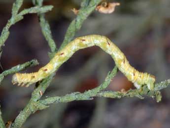  Chenille de Eupithecia ultimaria Bsdv. - �Wolfgang Wagner, www.pyrgus.de