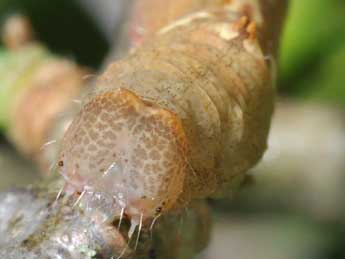  Chenille de Watsonalla uncinula Bkh. - �Philippe Mothiron