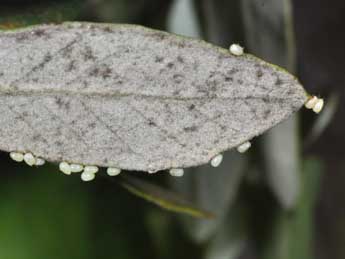  Oeuf de Watsonalla uncinula Bkh. - �Philippe Mothiron