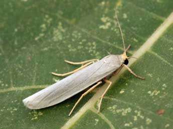 Indalia uniola Rbr adulte - �Daniel Morel