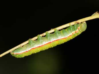  Chenille de Drymonia velitaris Hfn. - �Ga�l Bastard