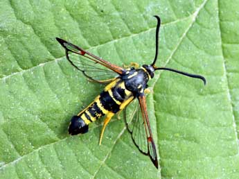 Synanthedon vespiformis L. adulte - �Daniel Morel
