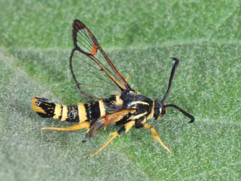 Synanthedon vespiformis L. adulte - �Philippe Mothiron