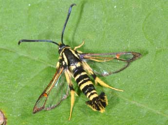 Synanthedon vespiformis L. adulte - �Philippe Mothiron