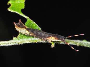  Chenille de Cerura vinula L. - �Philippe Mothiron