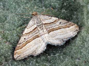 Phibalapteryx virgata Hfn. adulte - �Daniel Morel