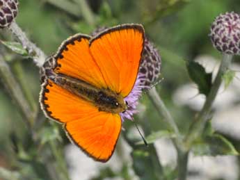Lycaena virgaureae L. adulte - �Philippe Mothiron
