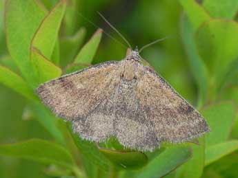 Phytometra viridaria Cl. adulte - �Philippe Mothiron