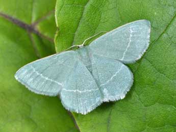 Chlorissa viridata L. adulte - �Philippe Mothiron
