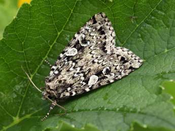 Xestia viridescens Trti adulte - �Daniel Morel