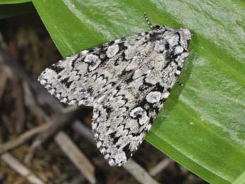 Xestia viridescens Trti adulte - �Philippe Mothiron