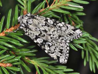 Xestia viridescens Trti adulte - �Philippe Mothiron