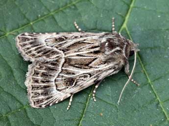 Thalpophila vitalba Frr adulte - �Daniel Morel