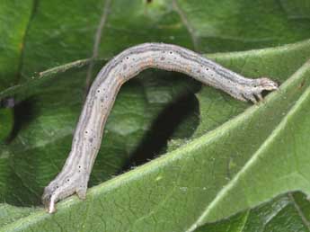  Chenille de Horisme vitalbata D. & S. - �Philippe Mothiron