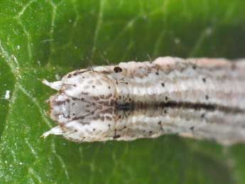  Chenille de Horisme vitalbata D. & S. - �Philippe Mothiron