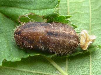  Chrysalide de Satyrium w-album Knoch - �Graham Wenman