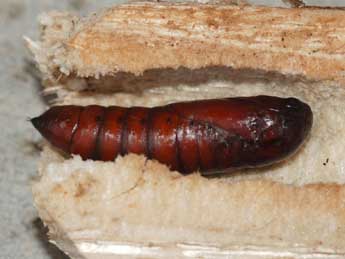  Chrysalide de Gortyna xanthenes Germ. - �St�phane Grenier