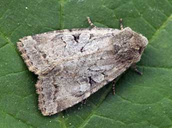 Fissipunctia ypsillon D. & S. adulte - �Daniel Morel