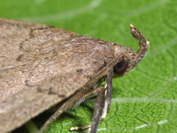 Zanclognatha zelleralis Wocke adulte - �Philippe Mothiron