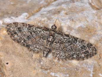 Eupithecia abbreviata Stph. adulte - �Philippe Mothiron