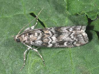 Dioryctria abietella D. & S. adulte - �Philippe Mothiron