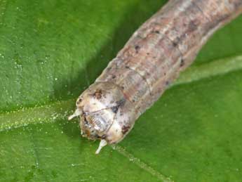  Chenille de Menophra abruptaria Thnbg - �Philippe Mothiron