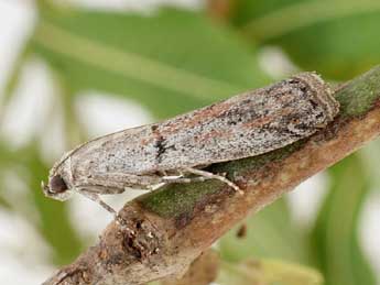 Cadra abstersella Z. adulte - �Friedmar Graf