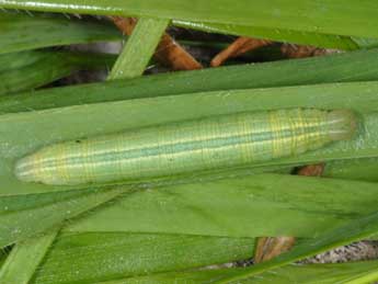  Chenille de Thymelicus acteon Rott. - �Wolfgang Wagner, www.pyrgus.de