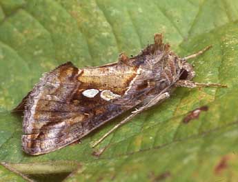 Chrysodeixis acuta Wlk. adulte - �Paul Harris