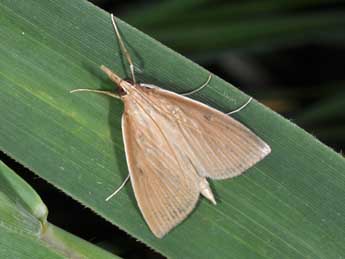 Sclerocona acutella Ev. adulte - �Philippe Mothiron