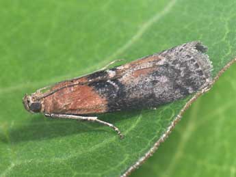 Sciota adelphella Fisch. adulte - �Philippe Mothiron