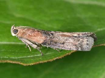 Sciota adelphella Fisch. adulte - �Philippe Mothiron