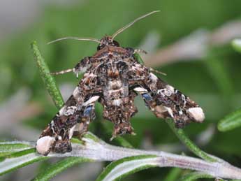 Eutelia adulatrix Hb. adulte - �Philippe Mothiron