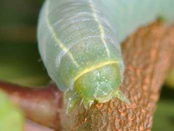  Chenille de Eutelia adulatrix Hb. - �Philippe Mothiron