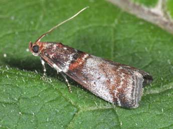 Acrobasis advenella Zck. adulte - �Philippe Mothiron