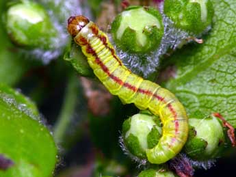  Chenille de Acrobasis advenella Zck. - �Patrick Clement