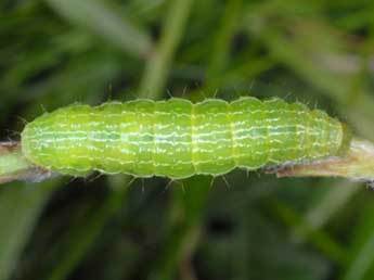  Chenille de Autographa aemula D. & S. - �Wolfgang Wagner, www.pyrgus.de