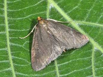 Evergestis aenealis D. & S. adulte - �Philippe Mothiron