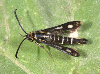 Chamaesphecia aerifrons Z. adulte - �Philippe Mothiron