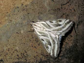 Loxostege aeruginalis Hb. adulte - �Jean-Pierre Lamoline