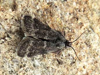 Asarta aethiopella Dup. adulte - �Jean-Pierre Lamoline